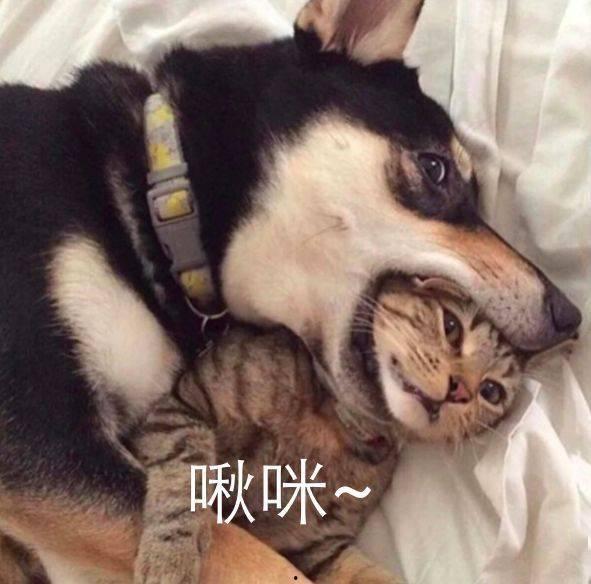 二哈吃瓜娱乐圈百度云,娱乐圈风云录 第1张 二哈吃瓜娱乐圈百度云,娱乐圈风云录 第1张