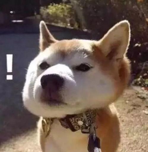 娱乐吃瓜君傻狗日常,傻狗日常的欢乐盛宴  第3张