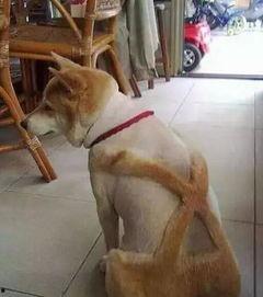 狗狗最新爆料文案搞笑句子,笑料横生的爆料瞬间  第1张