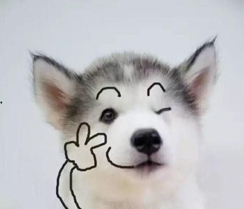 狗狗最新爆料文案搞笑句子,笑料横生的爆料瞬间  第3张